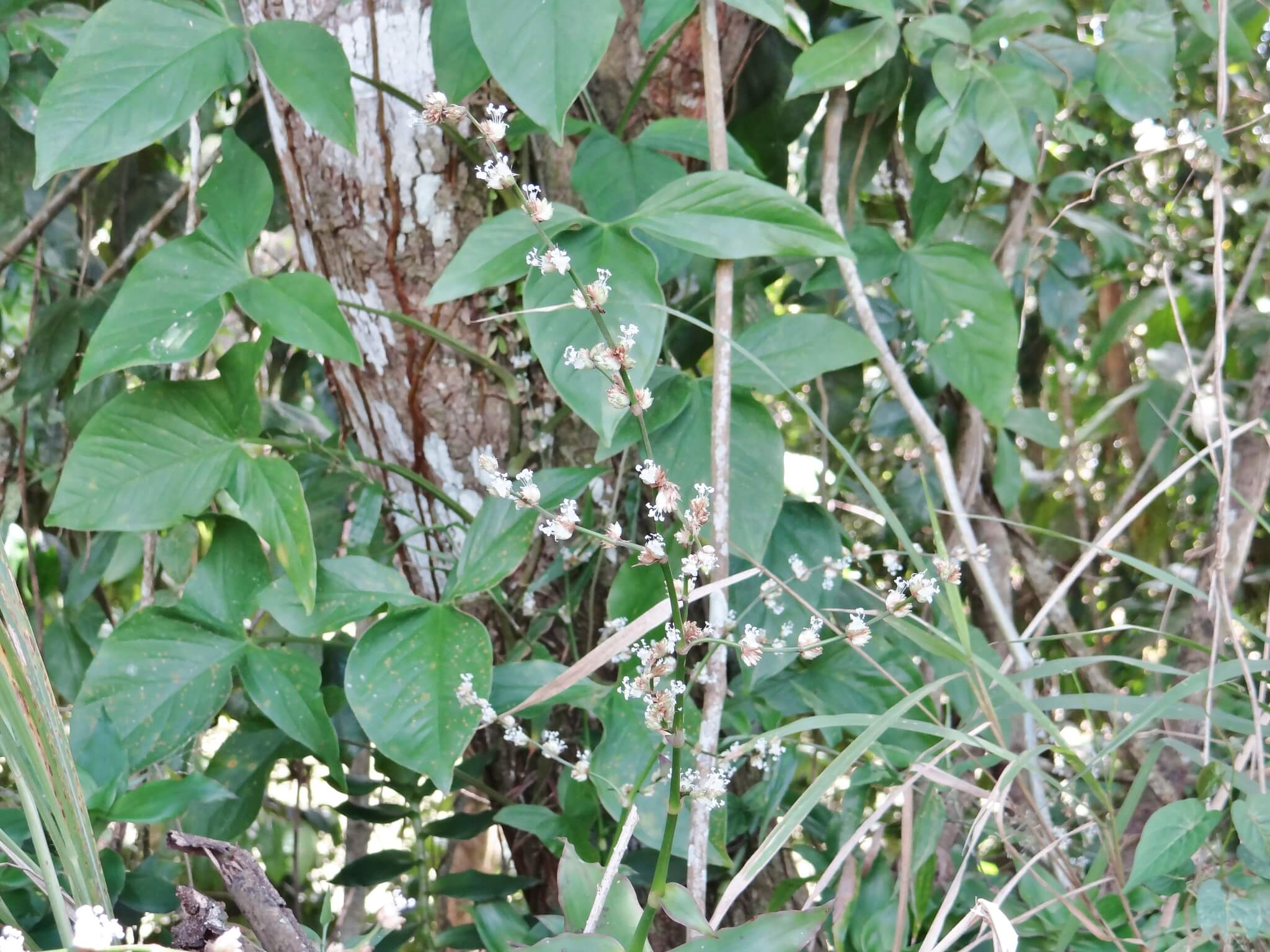 Callisia fragrans
